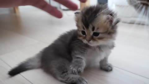 adorable kitten