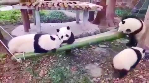 Funny Panda Video