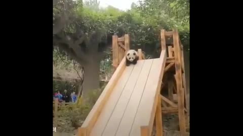 Cute and Funny Panda videos part 1
