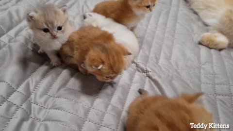 The kittens walk and converse with the mother cat 24 days after birth.