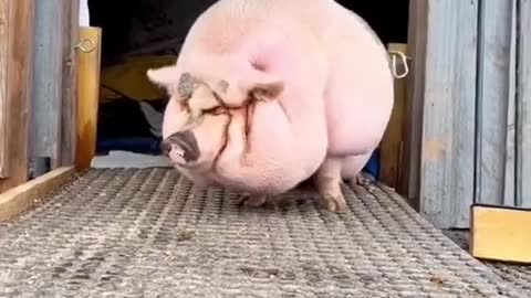 pig