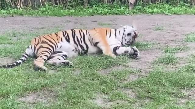 Who says tigress is fierce # livestream # Manchuria tiger # Cute pet