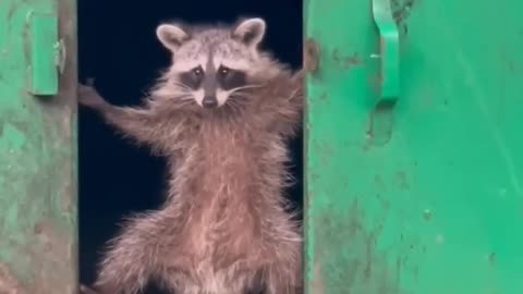 Animal Movie the 18 millionth