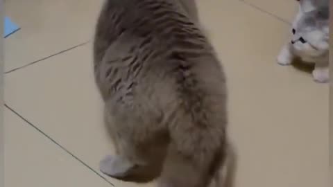 😂😂 Funny Cats Video, Funny Video