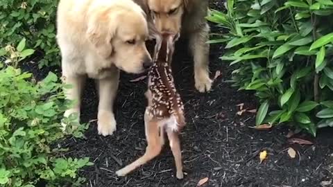 Labrador Puppies