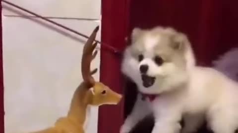 Hilarious dog