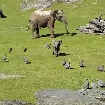 cute Baby Elephant Happy Playing 😍