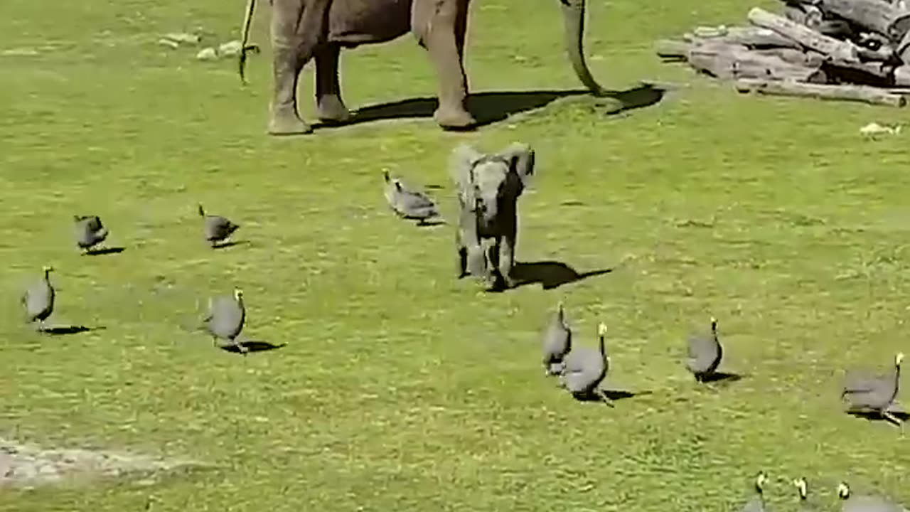 cute Baby Elephant Happy Playing 😍