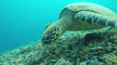 the underwater beauty of Lombok, Indonesia