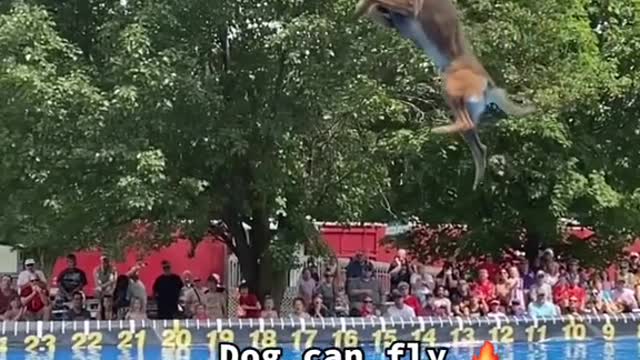 The flying dog