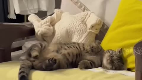 Do you like these cute cat?😉💖😘 #cat #catlover #cutecat #funnycat #lovelycat #kitten #pet #petlover