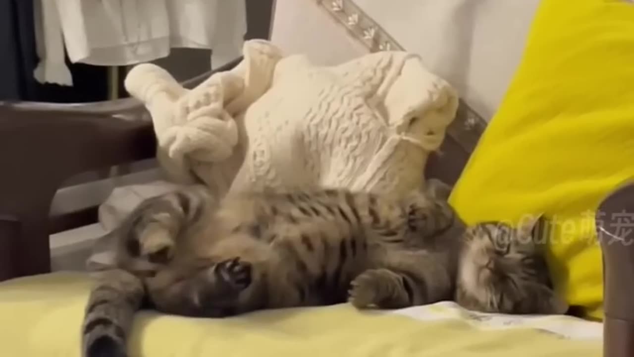 Do you like these cute cat?😉💖😘 #cat #catlover #cutecat #funnycat #lovelycat #kitten #pet #petlover