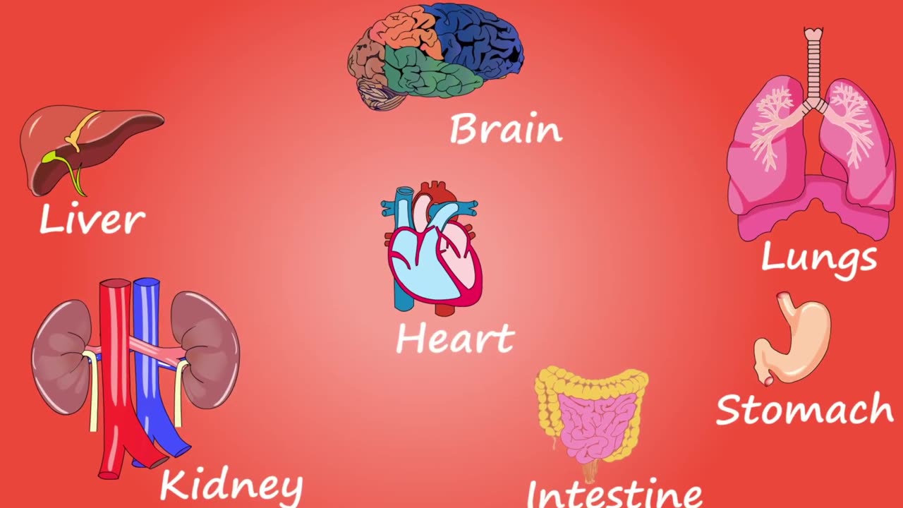 Inside the Human Body: 3D Animation Stock Footage - Royalty-Free Videos