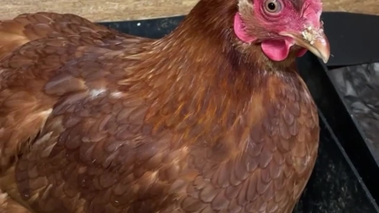 Chicken surprised by her first Egg.