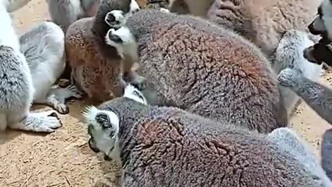 What kind of animals are these? It looks like a koala, but it's not a koala