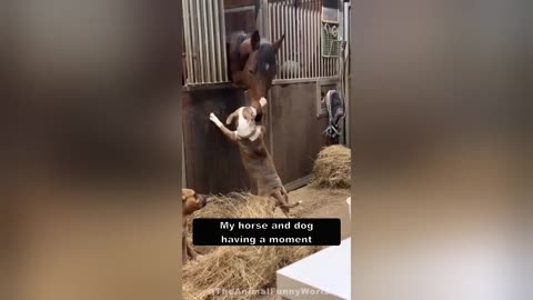 Funny Animal Newest Compilation