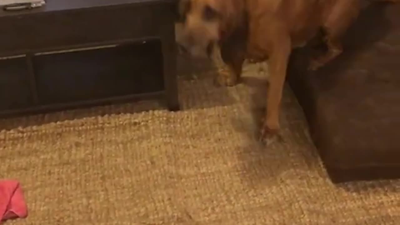 Funny animals videos #2023