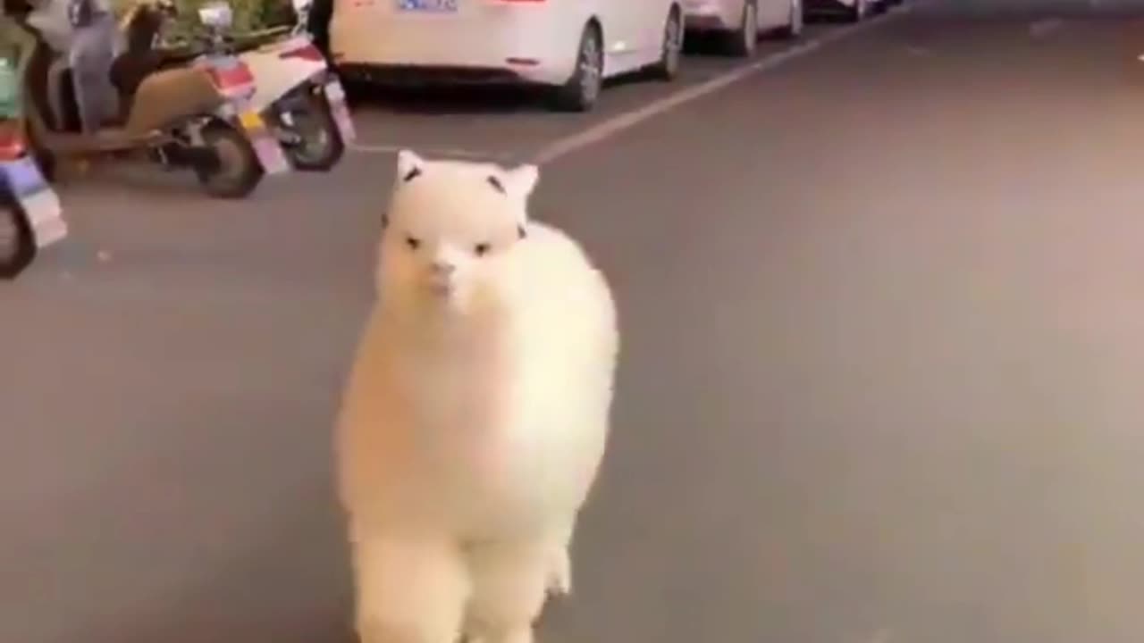 Cute fluffy alpaca running towards the camera