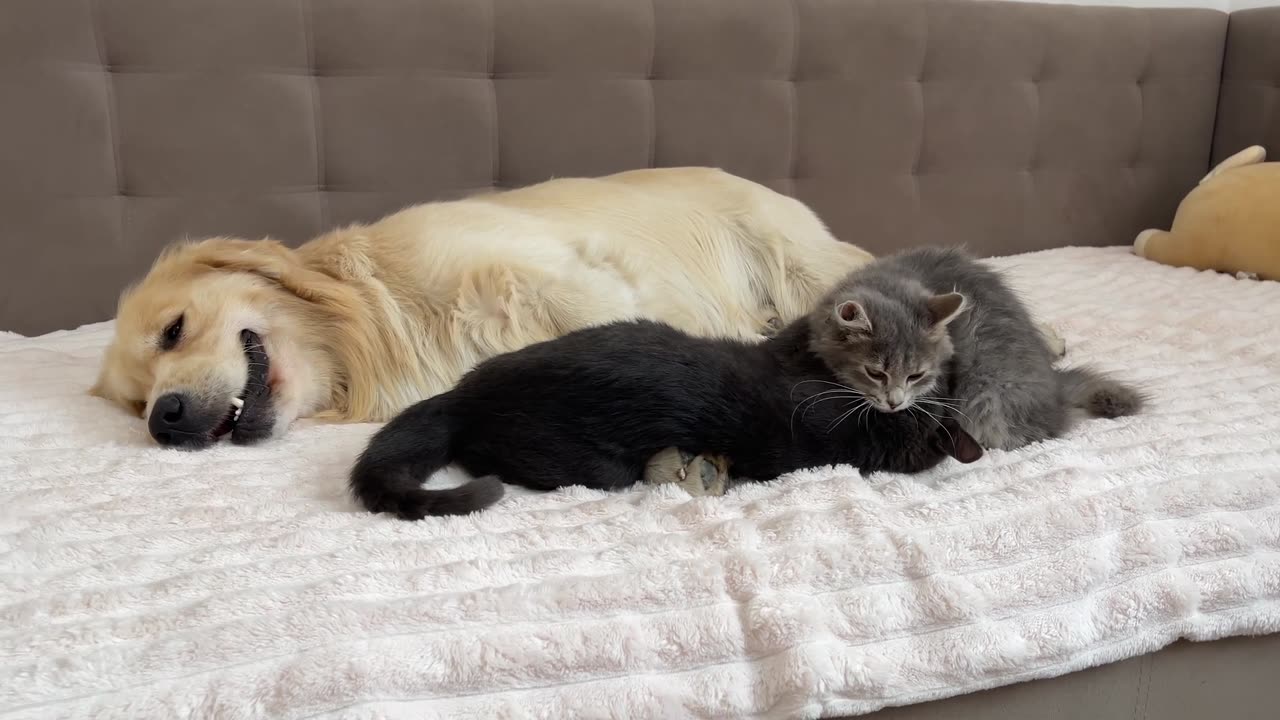 What does a Kitten do when It Finds a Golden Retriever with Another Kitten