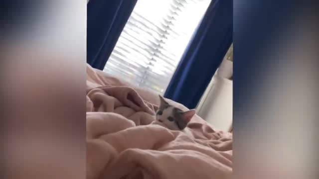 Moment with cats surprise #12