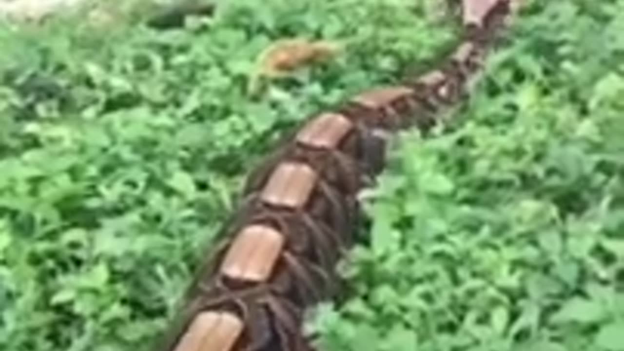 Big Snake 🐍 #shorts #short #youtubeshorts #nature #snake #youtube #viral #animals #wildlife