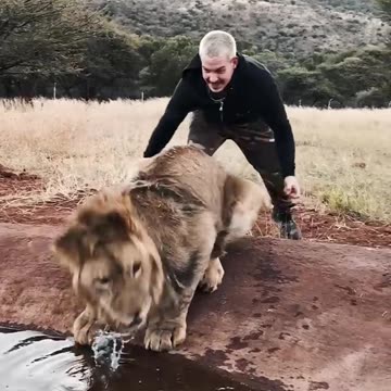 Scaring a Lion🦁 #shorts