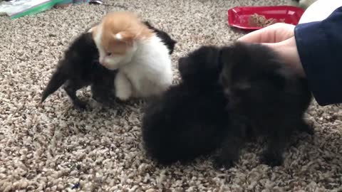 Angry 2 Week Old Kittens on a Rampage