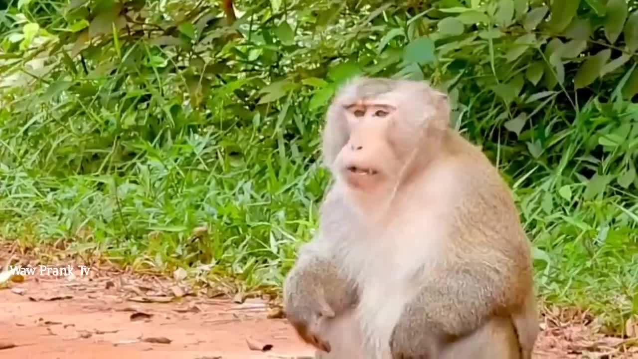 Fake gorilla prank on monkey's 🤣 __ very funny 🥳 gorilla prank 2021 ( part-1 )