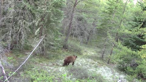 Rage in the Cage Canadian Black Bear Hunt. 2016