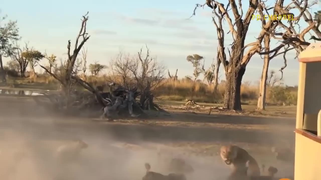 Shocking Moments When Painful Lions Are Attacked And Tortured By Africa's Deadliest Preys