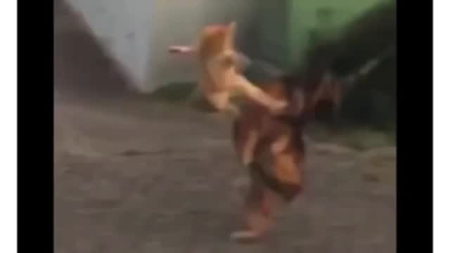 Watch the cat ninja defeat the dog