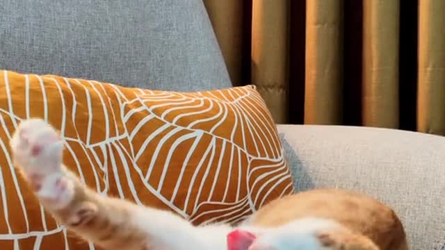 Animals lover