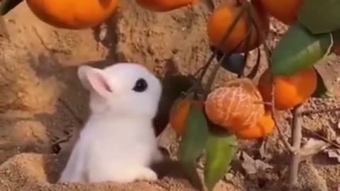 Funny Animal Video_2