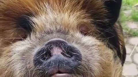 Pig