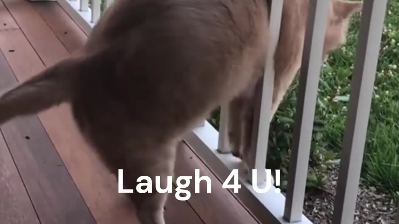 Crazy and Funny Videos!