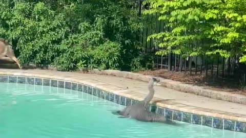 Blue Heron Scare Off Australian Shepherd