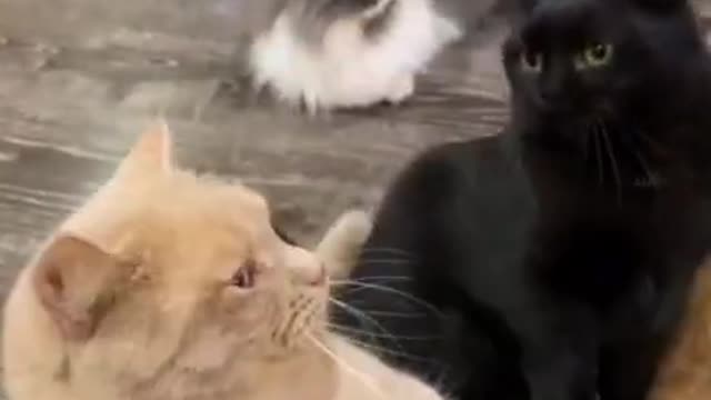 funny video cats