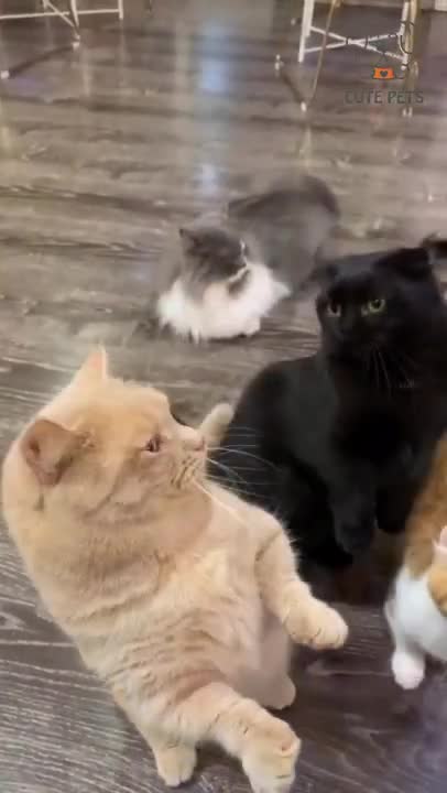funny video cats