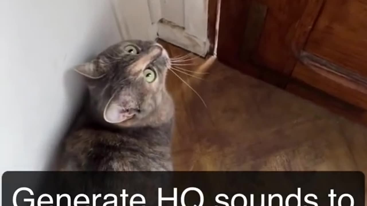 Attractive sounds of cats