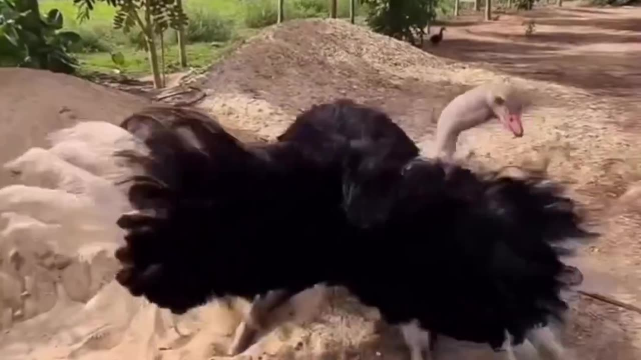 STYLES MOVE FUNNY VIDEO