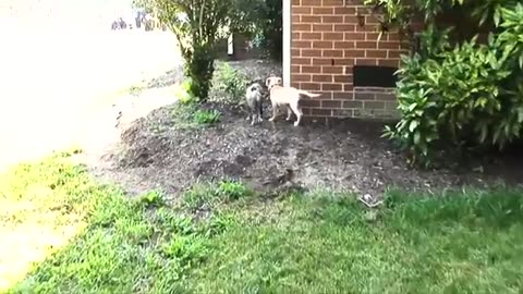 This dog and the cheetah met as children,they are still inseparable