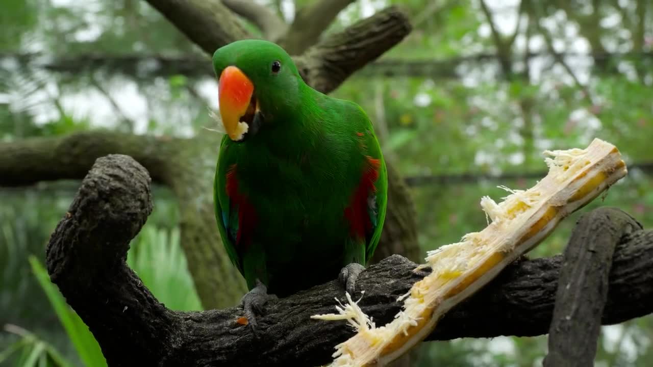 parrot eating in a tree branch