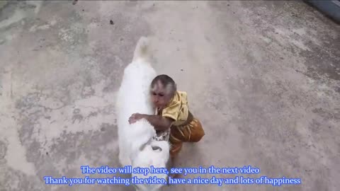 Monkey Cutis 🙈and Baby Goat🐐 Videos Compilation!