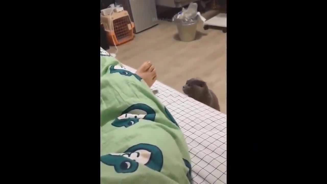 OMG!! Funny Animal Video