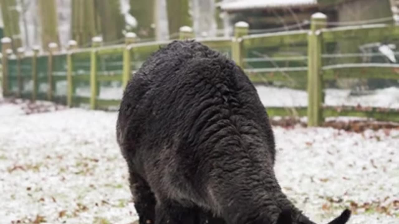 Black Alpaca eating grass #animals #alpaca #wildanimals #wildlife #cute #cutebaby #shorts #ytshorts