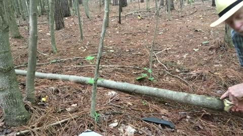 Retting Bark For Cordage