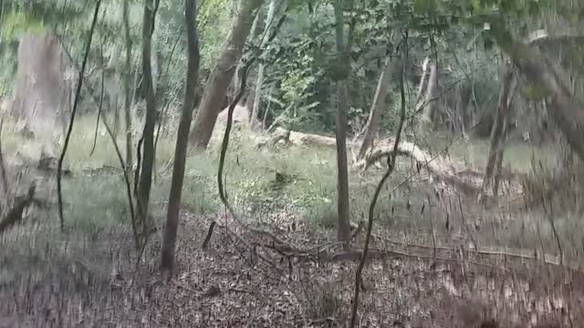Jungale going hunting