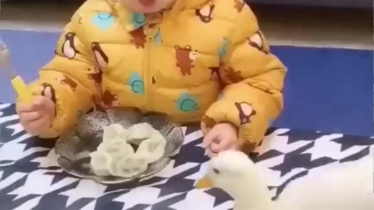 Hen funy video