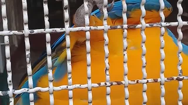 BEAUTIFUL PARROT In a cage PLAYING