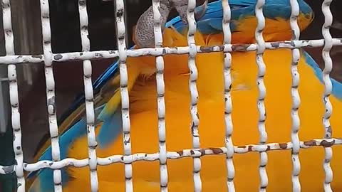 BEAUTIFUL PARROT In a cage PLAYING